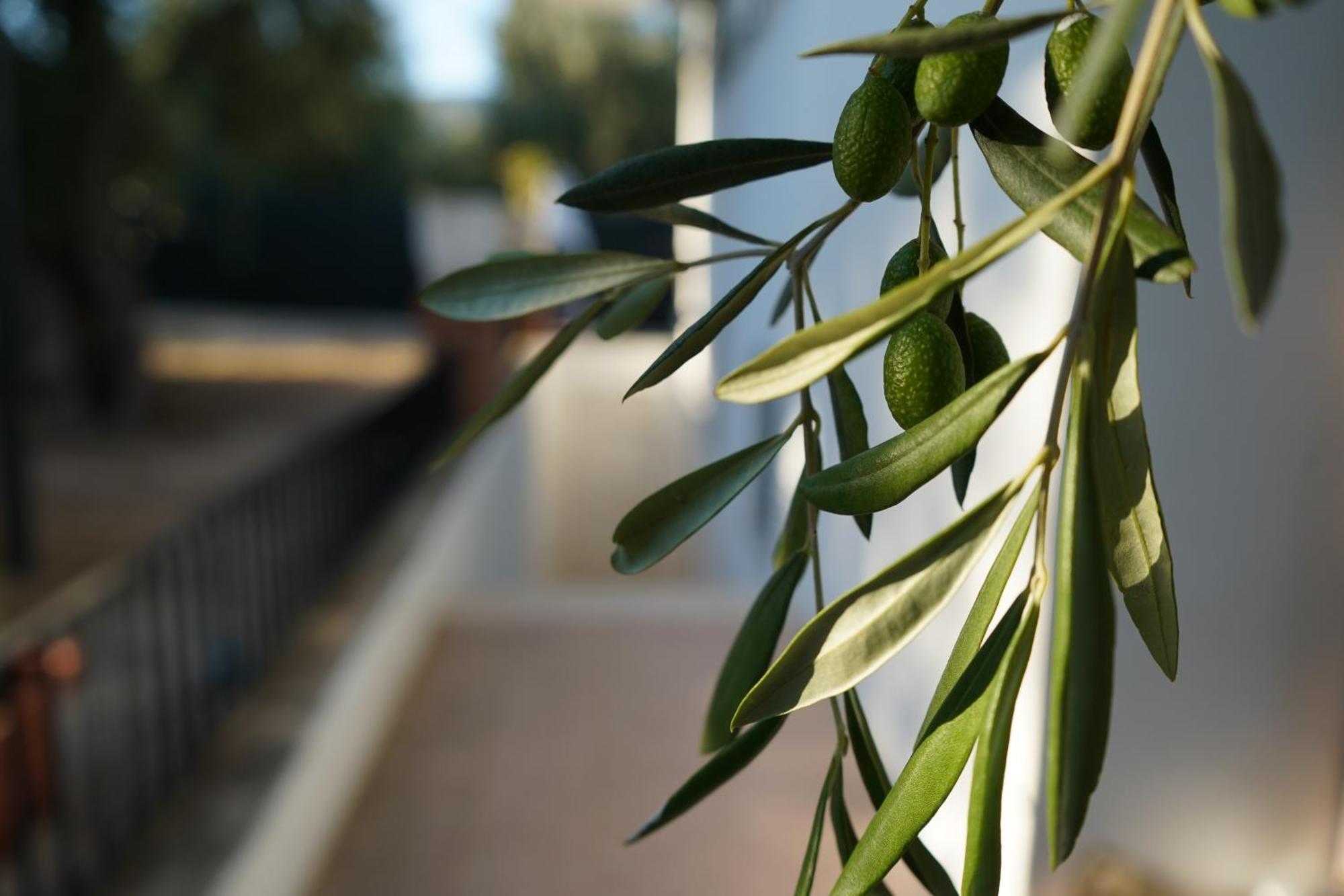 Olive&Sea Villa-Olive 马蒂纳塔 外观 照片